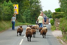 Escaped sheep being led back to pasture with the enticement of food. This method of moving sheep works best with smaller flocks. Round 'em up.jpg