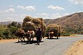 Due carrette trainate da zebù trasportano fieno sugli altopiani del Madagascar.