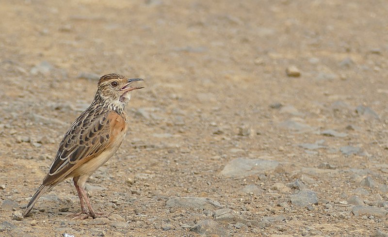 File:Rufous-naped Lark (Mirafra africana) calling ... (46029128484).jpg