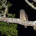 Rufous Owl, Curtain Fig Tree, Tablelands, Queensland, Australia