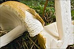 Vignette pour Cuticule (champignon)