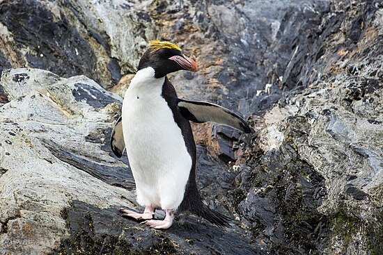SGI-2016-South Georgia (Cooper Bay)-Macaroni penguin (Eudyptes chrysolophus) 01.jpg