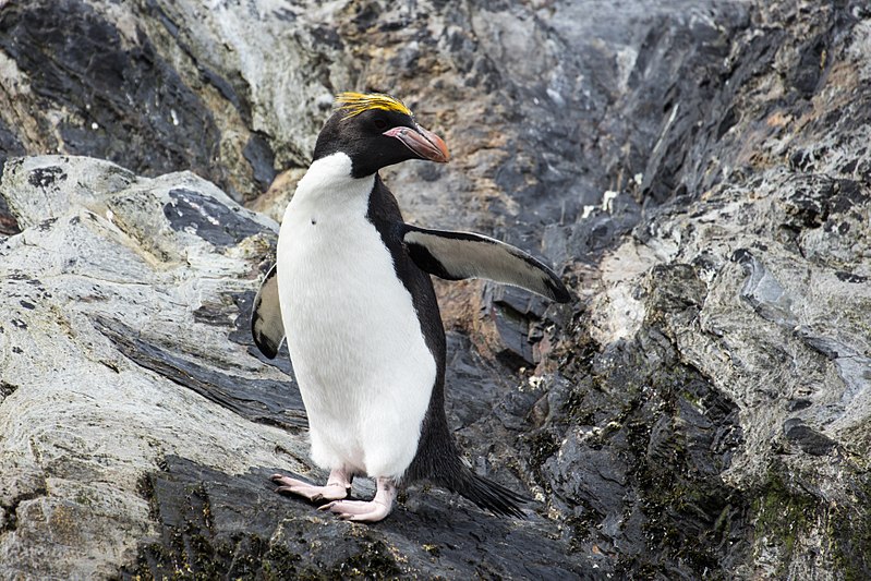 File:SGI-2016-South Georgia (Cooper Bay)–Macaroni penguin (Eudyptes chrysolophus) 01.jpg
