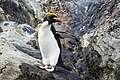 A macaroni penguin on rocky terrain