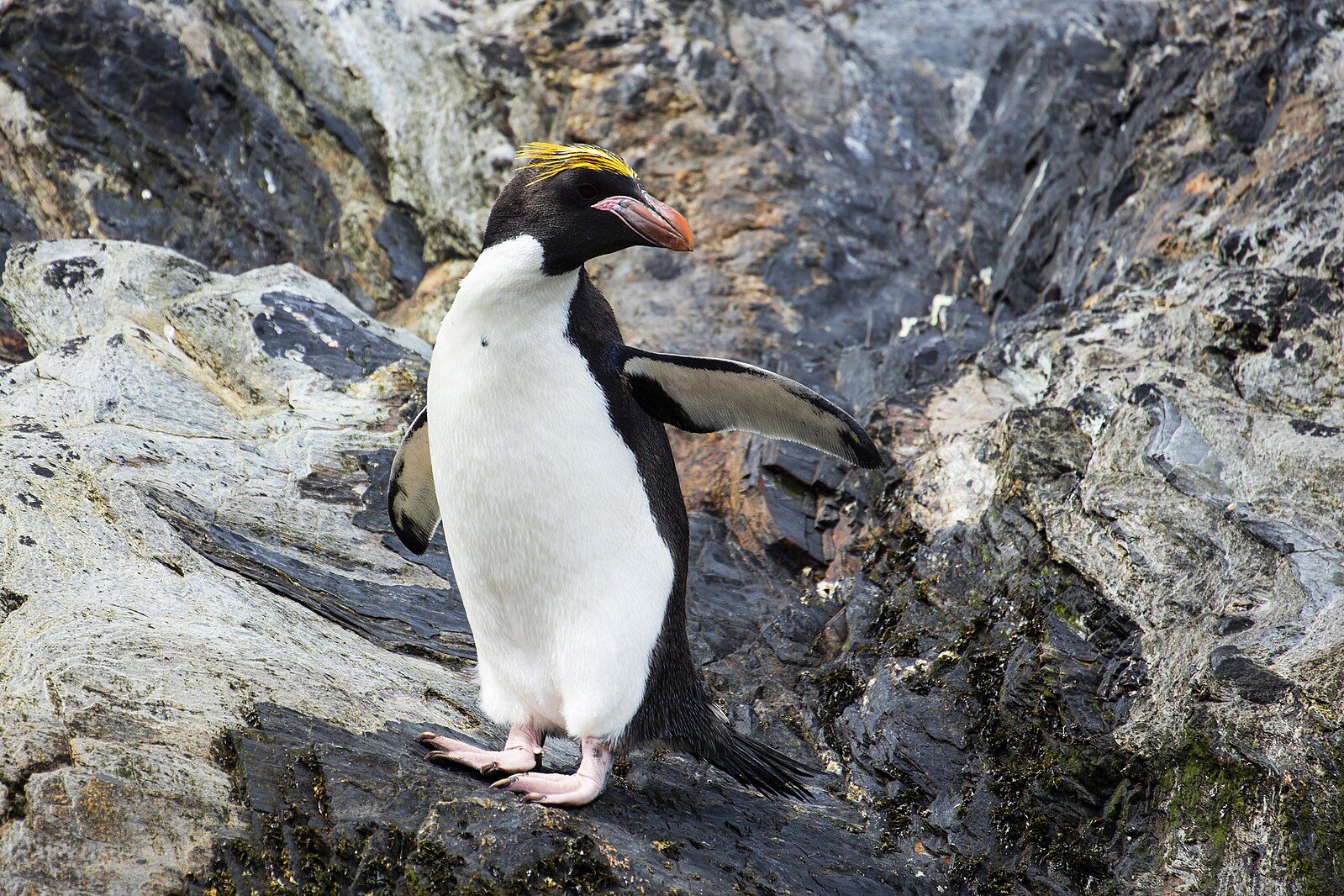 Пингвин Золотоволосый Eudyptes Chrysolophus