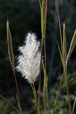 Inflorescence