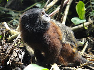 <span class="mw-page-title-main">Red-mantled saddle-back tamarin</span> Species of New World monkey