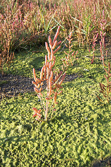 Salicorne d'Europe (Salicornia europaea).