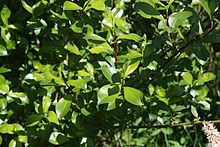 Salix phylicifolia I9677 Kiiltopaju C.JPG