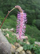 花穂は垂れ下がり、個々の花から雄蕊が突き出る。