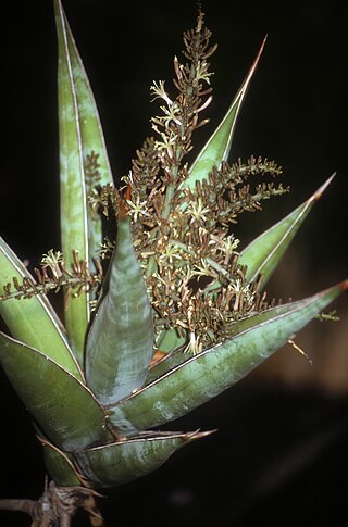 <i>Dracaena pinguicula</i> Species of flowering plant