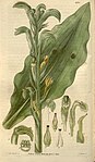 Sarcoglottis grandiflora (as Neottia grandiflora) - Curtis' 54 (N.S. 1) pl. 2730 (1827).jpg