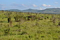 Savanna towards the south-east from the south-west of Taita Hills Game Lodge within the Taita Hills Wildlife Sanctuary in Kenya 2.jpg