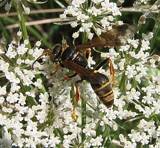 <i>Saygorytes phaleratus</i> Species of wasp