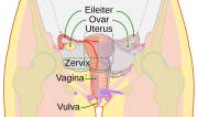 Vorschaubild für Eileiter