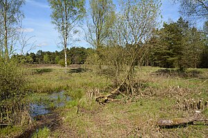 Schleswig-Holstein, Bark, Wittenborner Heide NIK 6036.jpg