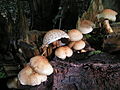 Sparriger Schüppling (Pholiota squarrosa)