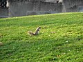 Squirrel, Pittsburgh, 2007