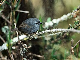 Elfenwoudtapaculo