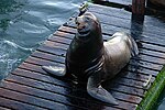 Thumbnail for File:Sea Lion (Lincoln County, Oregon scenic images) (lincD0025).jpg