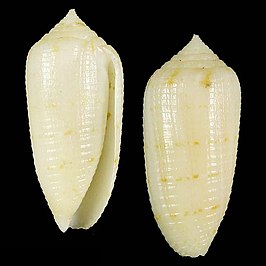 Conus terryni