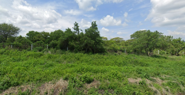 Bosques secos del Bajío, Chavinda