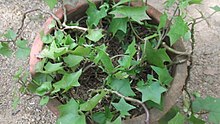 Cultivated as a pot plant in India Senecio mikanioides-1-bsi-yercaud-salem-India.JPG