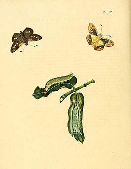 Saliana longirostris