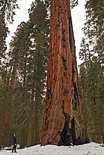 Miniatura per Parc Nacional Sequoia