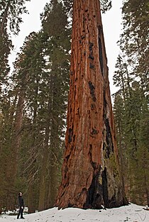 Nacionalni park Sequoia, Kalifornija (2011) .jpg