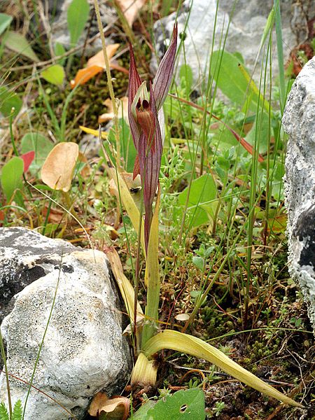 File:Serapias bergonii Rhodos 02.jpg