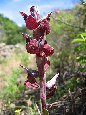 Heart-shaped tongue tendril (Serapias cordigera)