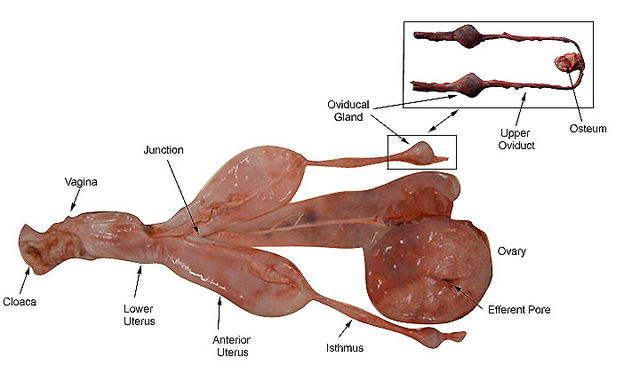 Female reproductive system - Wikipedia