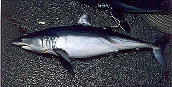 A modern Isurus, or mako shark Shortfin mako swfsc.jpg