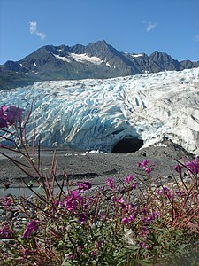 Shoup Glacier.jpg