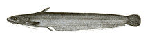 Silurus wynaadensis Mintern 111.jpg