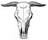 Bos Primigenius Taurus: Etimoloxía, Taxonomía, Anatomía