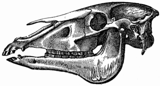 <span class="mw-page-title-main">Horse skulls</span> Horse skull concealed under buildings.