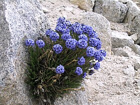 Polemonium eximium