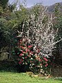 Small blackthorn in bloom in a garden in Sharptor