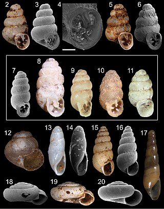 <i>Gastrocopta servilis</i> Species of gastropod