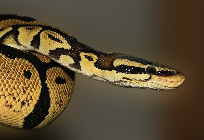 File:Snake Python.jpg