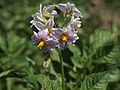 Solanum tuberosum Viola (05).jpg 