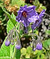 Solanum wallacei