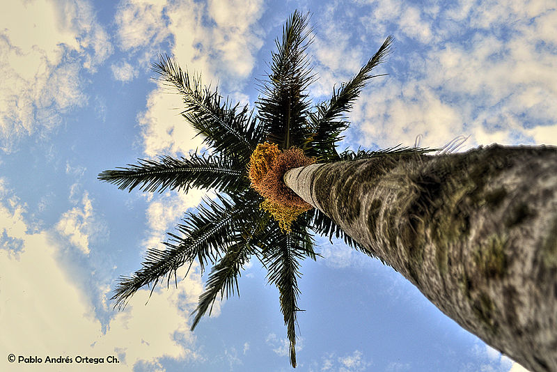 File:Some HDR Palms (4101460367).jpg