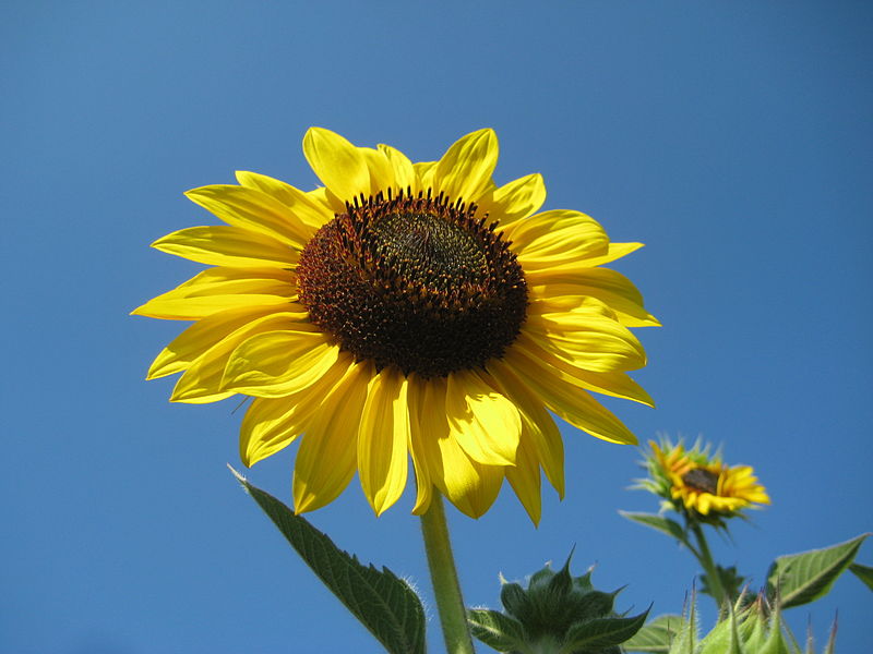 File:Sončnica - Sunflower - Helianthus annuus (1).JPG