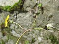 Sonchus wightianus