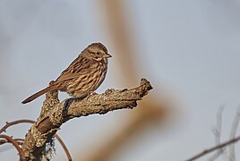 Song Sparrow