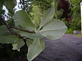 Göttingen, leaves lower side