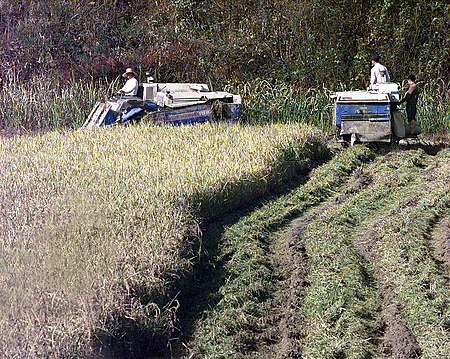 Tập_tin:South_Koreans_harvest_rice_in_the_Demilitarized_Zone_of_Korea,_1988.JPEG